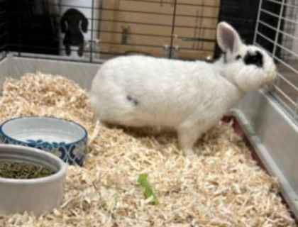 White and black bunny looking out of the rabbit hutch